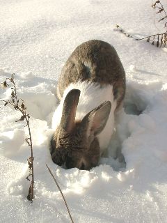 Welcome To Bunny Nu Blog Archive Bunnies In Snow