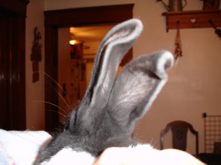 Curly Ears
